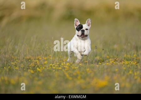 Seven month old French Bulldog running on a meadow Stock Photo