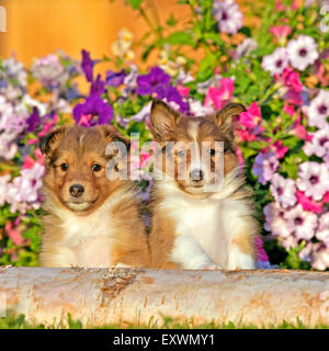 Two Shetland Sheepdog puppies four weeks sitting together by flowers Stock Photo