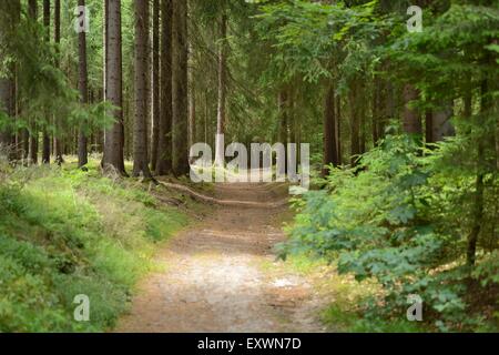 Trail going through a spruce forest, Bavaria, Germany Stock Photo