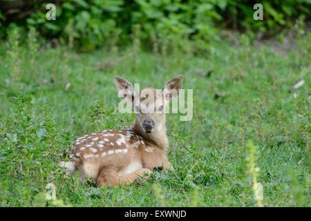 Sika deer fawn on a meadow Stock Photo