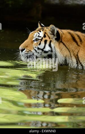 Siberian tiger in water, Bavaria, Germany Stock Photo