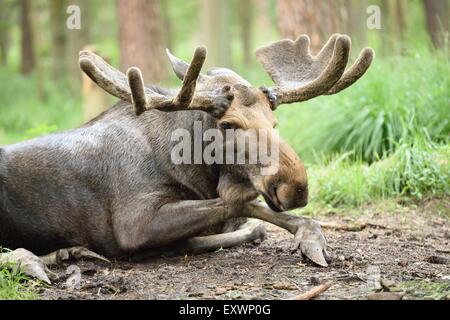 Eurasian elk bull lying in a forest Stock Photo
