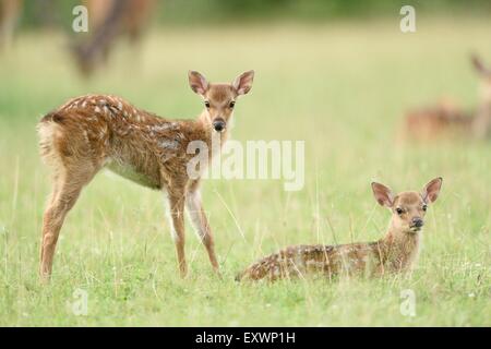 Sika deer youngsters on a meadow Stock Photo