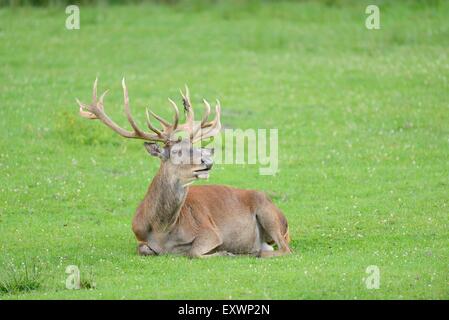 Male red deer lying on a meadow Stock Photo