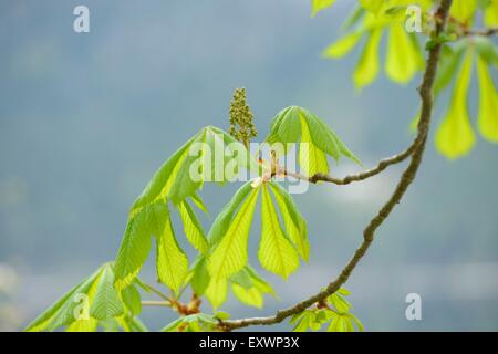 Close-up of leaves and flower buds of a horse chestnut Stock Photo