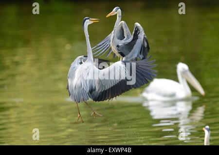 Two Grey Herons fighting Stock Photo