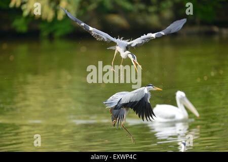 Two Grey Herons fighting Stock Photo