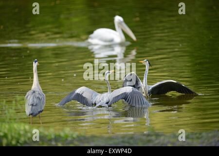 Two Grey Herons fighting Stock Photo