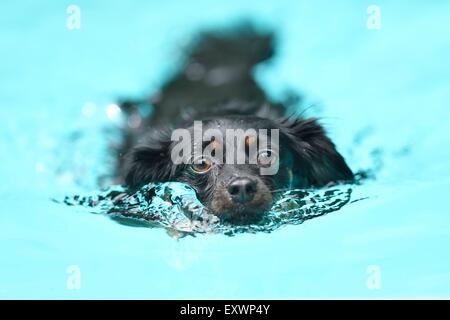 Mixed breed dog swimming in a pool Stock Photo
