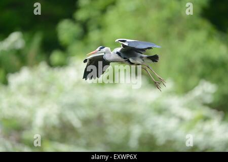 Grey Heron flying Stock Photo