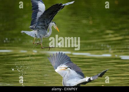 Two Grey Herons fighting Stock Photo