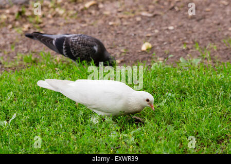 A Rare White Pigeon Standing on Green Grass with a Dark Pigeon next to it Stock Photo