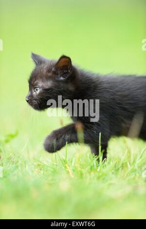 Black domestic cat kitten on a meadow Stock Photo