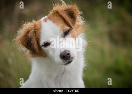 Portrait of female mongrel dog Stock Photo