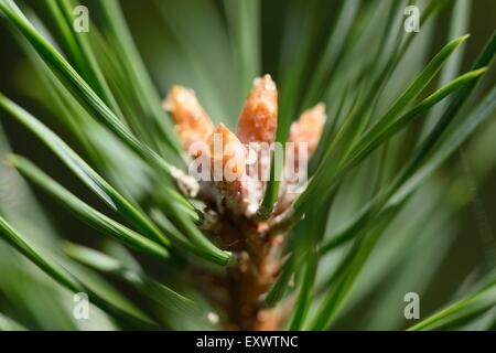Close-up of Scots pine buds and needles Stock Photo