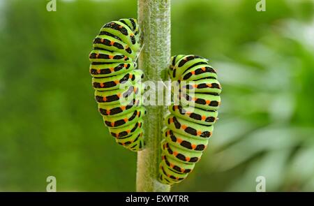 Two caterpillars of Old World Swallowtail during pupation Stock Photo