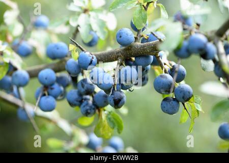 Close-up of blackthorn fruits Stock Photo