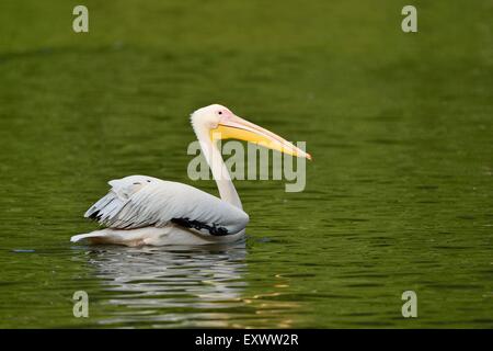 Great white pelican swimming on a lake Stock Photo