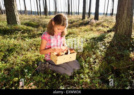 Girl collecting mushrooms in a pine forest Stock Photo