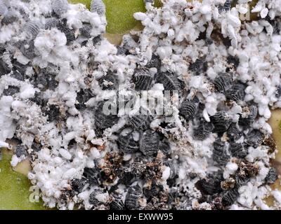 Cochenille-Larvas on a prickly pear, Lanzarote, Canaries, Spain, Europe Stock Photo