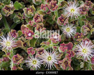 Mesembryanthemum crystalline, Lanzarote, Canaries, Spain, Europe Stock Photo