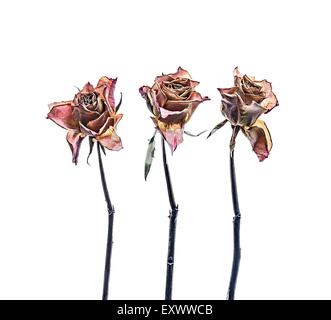 Three withered roses Stock Photo
