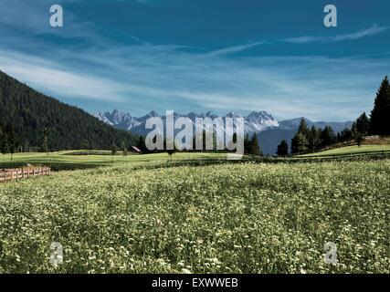 Meadow and Kalkkögel, Stubai Alps, Tyrol, Austria, Europe Stock Photo