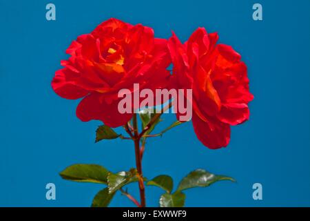 Two red roses Stock Photo