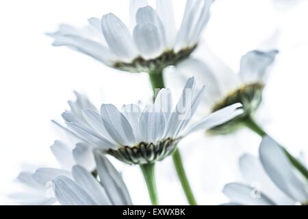 Oxeye daisies Stock Photo