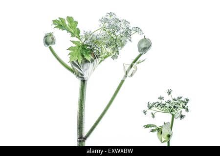 Buds from giant hogweed Stock Photo