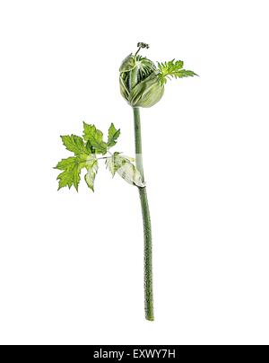 Bud of giant hogweed Stock Photo