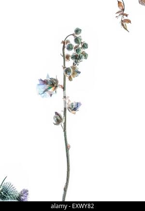 Withered hollyhock Stock Photo