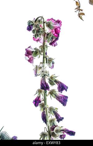 Withered hollyhock Stock Photo