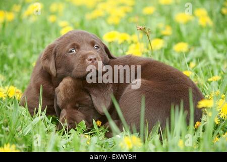 Labrador puppies, Upper Palatinate, Bavaria, Germany, Europe Stock Photo