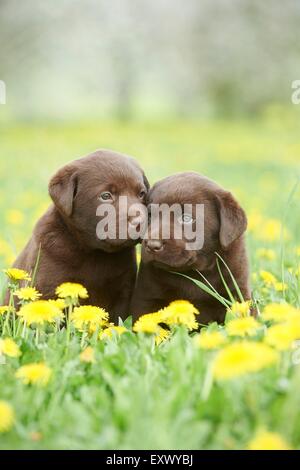 Labrador puppies, Upper Palatinate, Bavaria, Germany, Europe Stock Photo