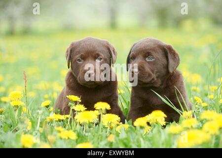 Labrador puppies, Upper Palatinate, Bavaria, Germany, Europe Stock Photo