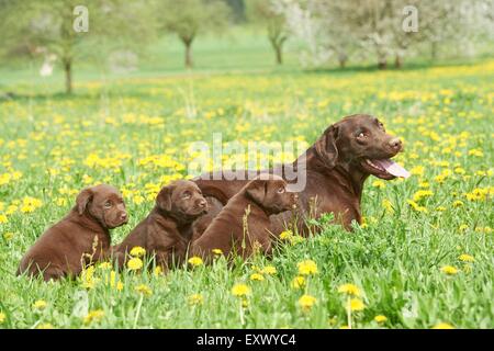 Labrador and puppies, Upper Palatinate, Bavaria, Germany, Europe Stock Photo