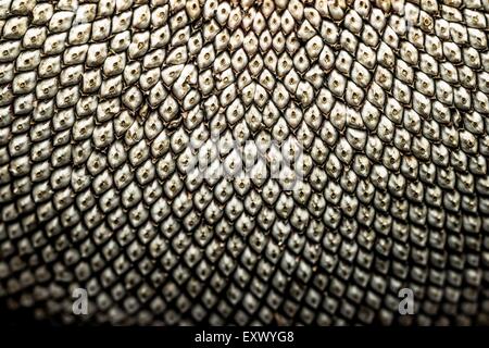 Detail of a sunflower