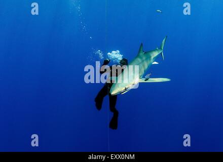 Female diver and blue shark, Prionace glauca, Azores, Portugal, Europe