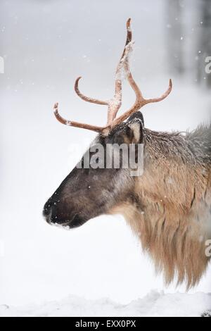 Reindeer in winter Stock Photo