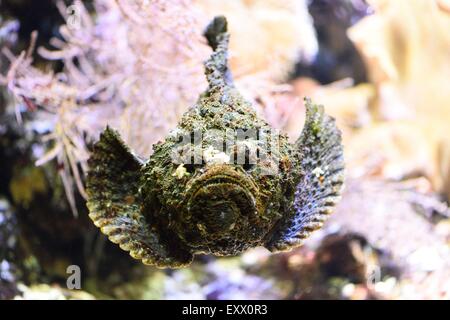 Stonefish in an aquarium Stock Photo