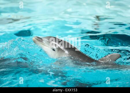 Young common bottlenose dolphin in a zoo