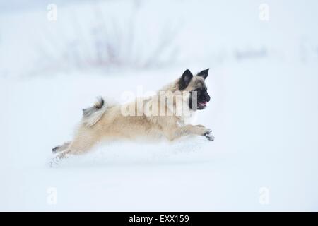 Chihuahua and pug mix dog running in snow Stock Photo