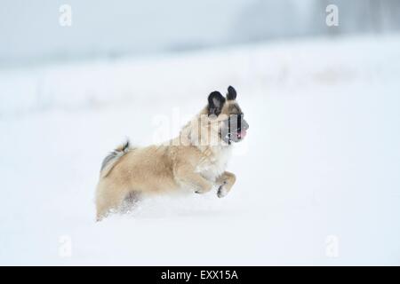 Chihuahua and pug mix dog running in snow Stock Photo