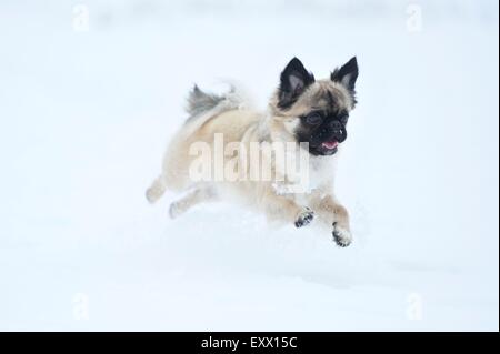 Chihuahua and pug mix dog running in snow Stock Photo