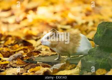 Guinea pig, Cavia porcellus, Bavaria, Germany, Europe Stock Photo - Alamy