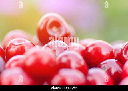 Freshly picked ripe red cherries, in an orchard, on a sunny day. Stock Photo