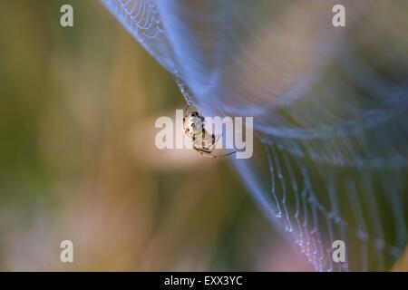 Beautiful close up of spider sitting on his web and hunting. Morning macro of insect in nice light. Stock Photo