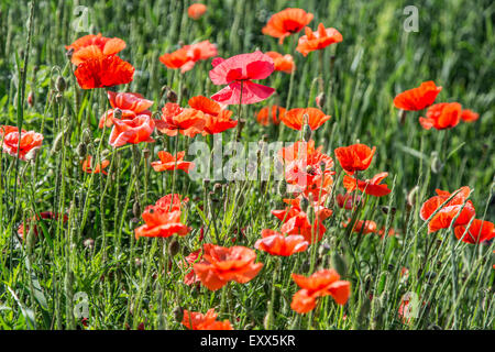 Field of red dainty poppies. Nature background. Stock Photo