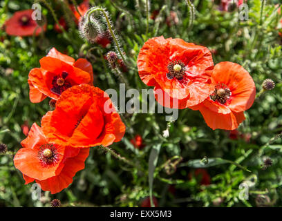 Field of red dainty poppies. Nature background. Stock Photo